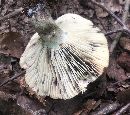 Russula albonigra image