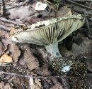 Russula albonigra image