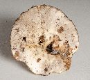 Russula albonigra image