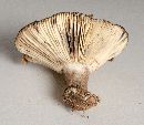 Russula albonigra image