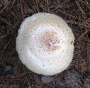 Image of Lentinus magnus