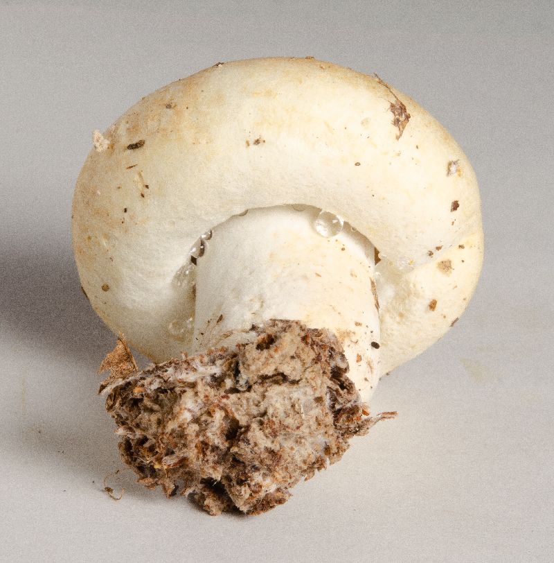 Lactifluus subvellereus image