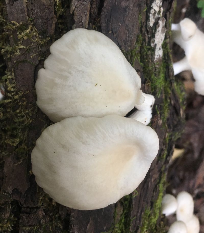 Pleurotus ostreatus image