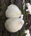 Pleurotus ostreatus image