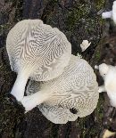 Pleurotus ostreatus image