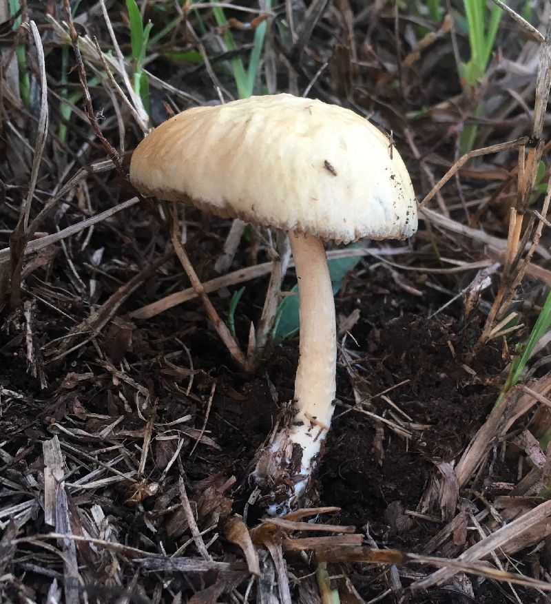 Agrocybe pediades image