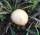 Agrocybe pediades image