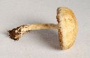 Agrocybe pediades image