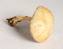 Agrocybe pediades image