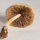 Agrocybe pediades image