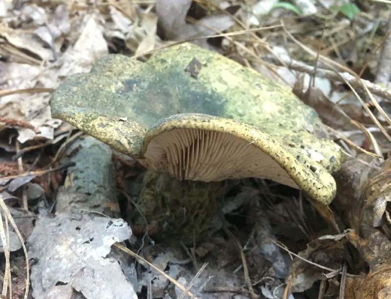 Lactarius atroviridis image