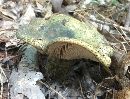 Lactarius atroviridis image