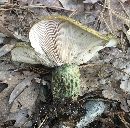 Lactarius atroviridis image