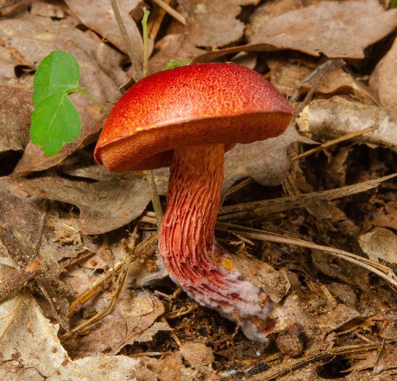 Butyriboletus frostii image