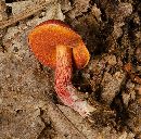 Butyriboletus frostii image