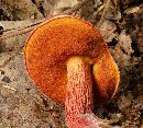 Butyriboletus frostii image