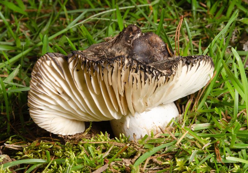 Russula nigricans image