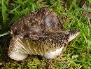 Russula nigricans image