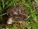 Russula nigricans image