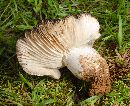 Russula nigricans image