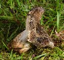 Russula nigricans image