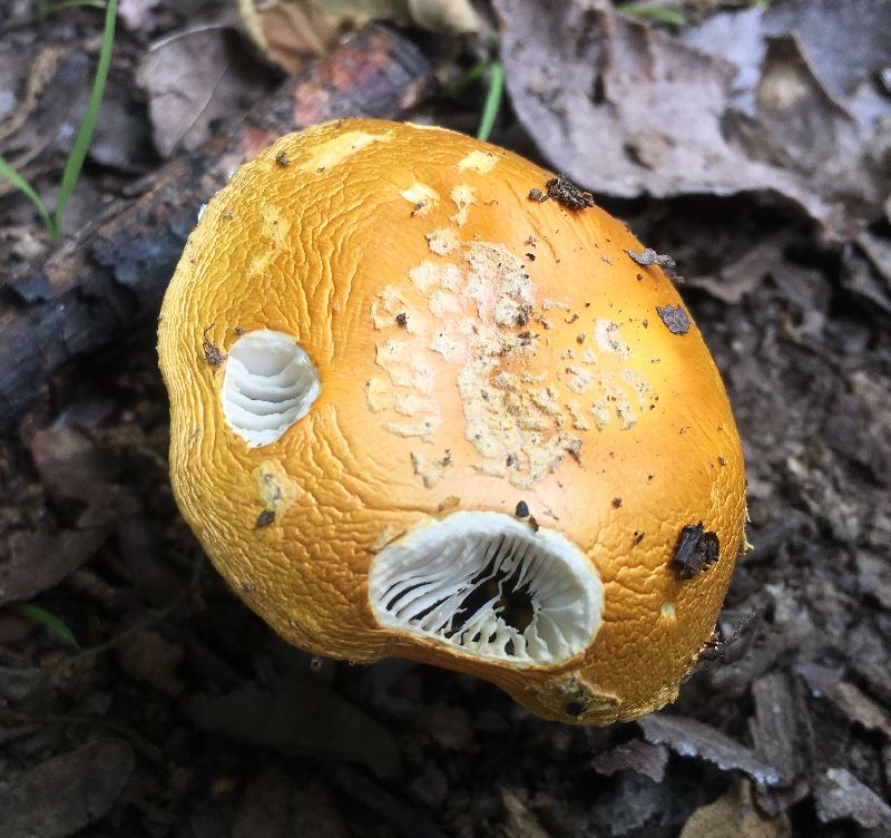 Amanita flavoconia image