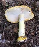 Amanita flavoconia image