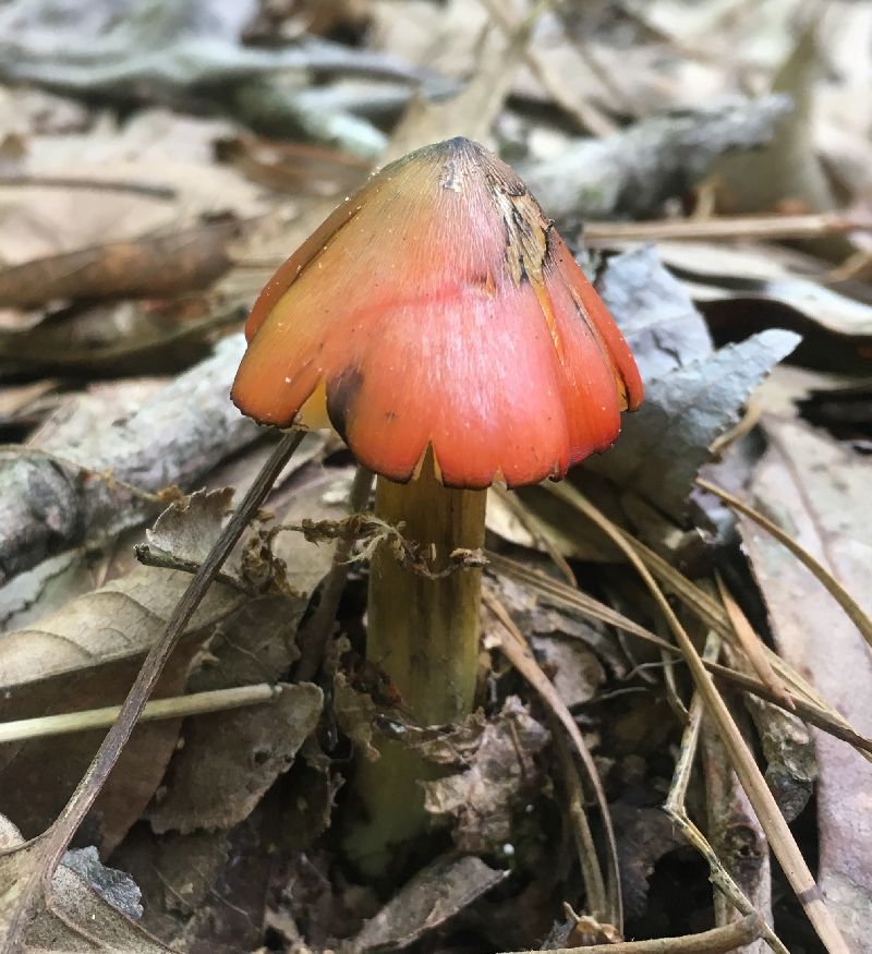 Hygrocybe conica image