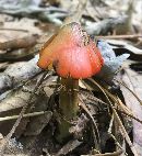 Hygrocybe conica image