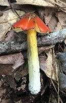 Hygrocybe conica image