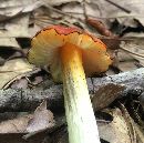 Hygrocybe conica image