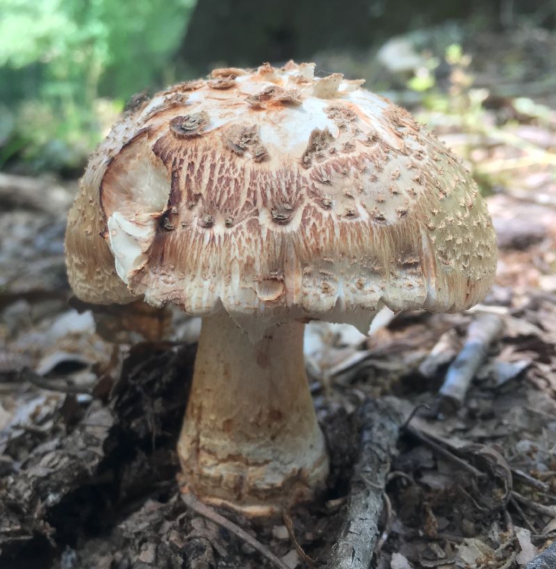 Amanita rubescens image