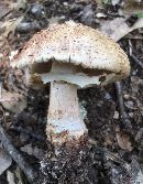 Amanita rubescens image