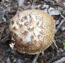 Amanita rubescens image