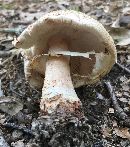 Amanita rubescens image