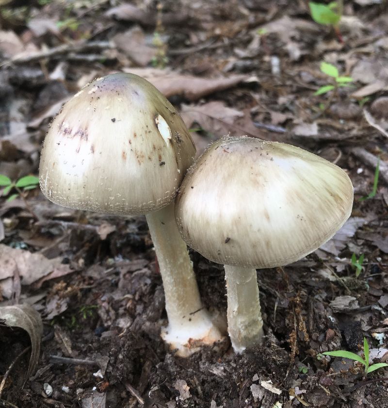 Amanita brunnescens image