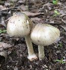 Amanita brunnescens image