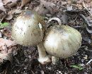 Amanita brunnescens image