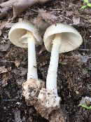 Amanita brunnescens image