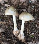 Amanita brunnescens image