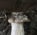 Stropharia hardii image