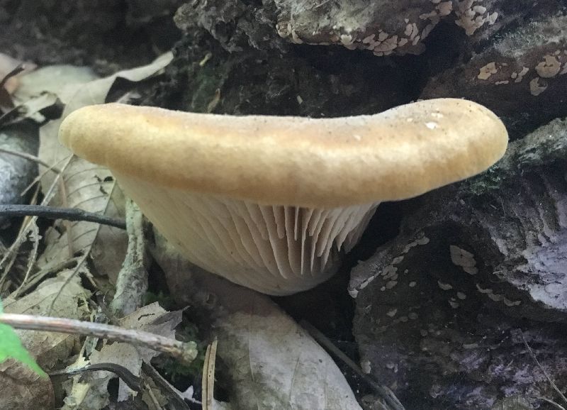 Tapinella atrotomentosa image