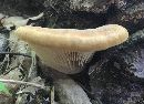 Image of Paxillus atrotomentosus