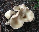 Clitocybe gibba image