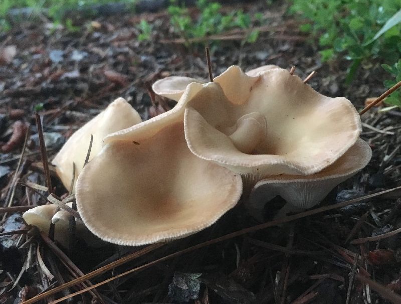 Clitocybe gibba image