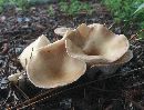 Image of Clitocybe gibba