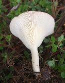 Clitocybe gibba image