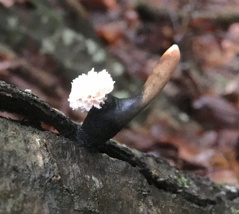 Xylaria cubensis image