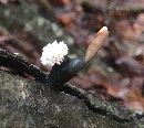 Xylaria cubensis image