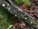 Xylaria cubensis image